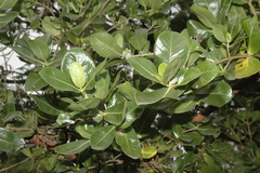 Gardenia gummifera